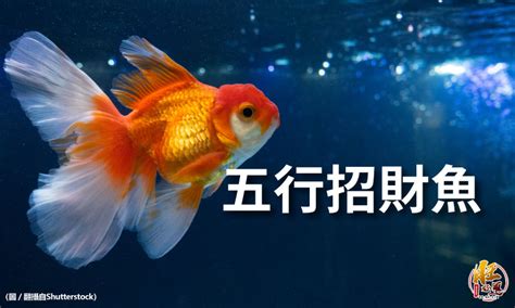 招財小型魚|一文睇清招財魚種類 